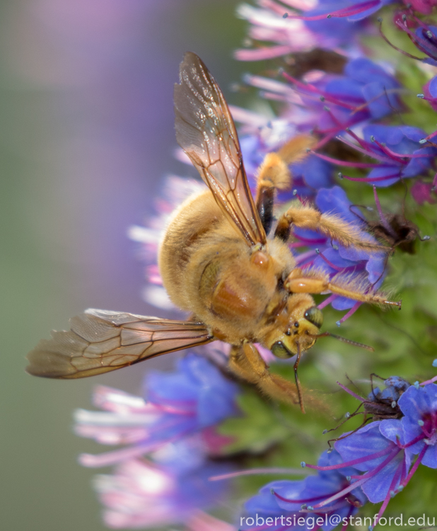 bee